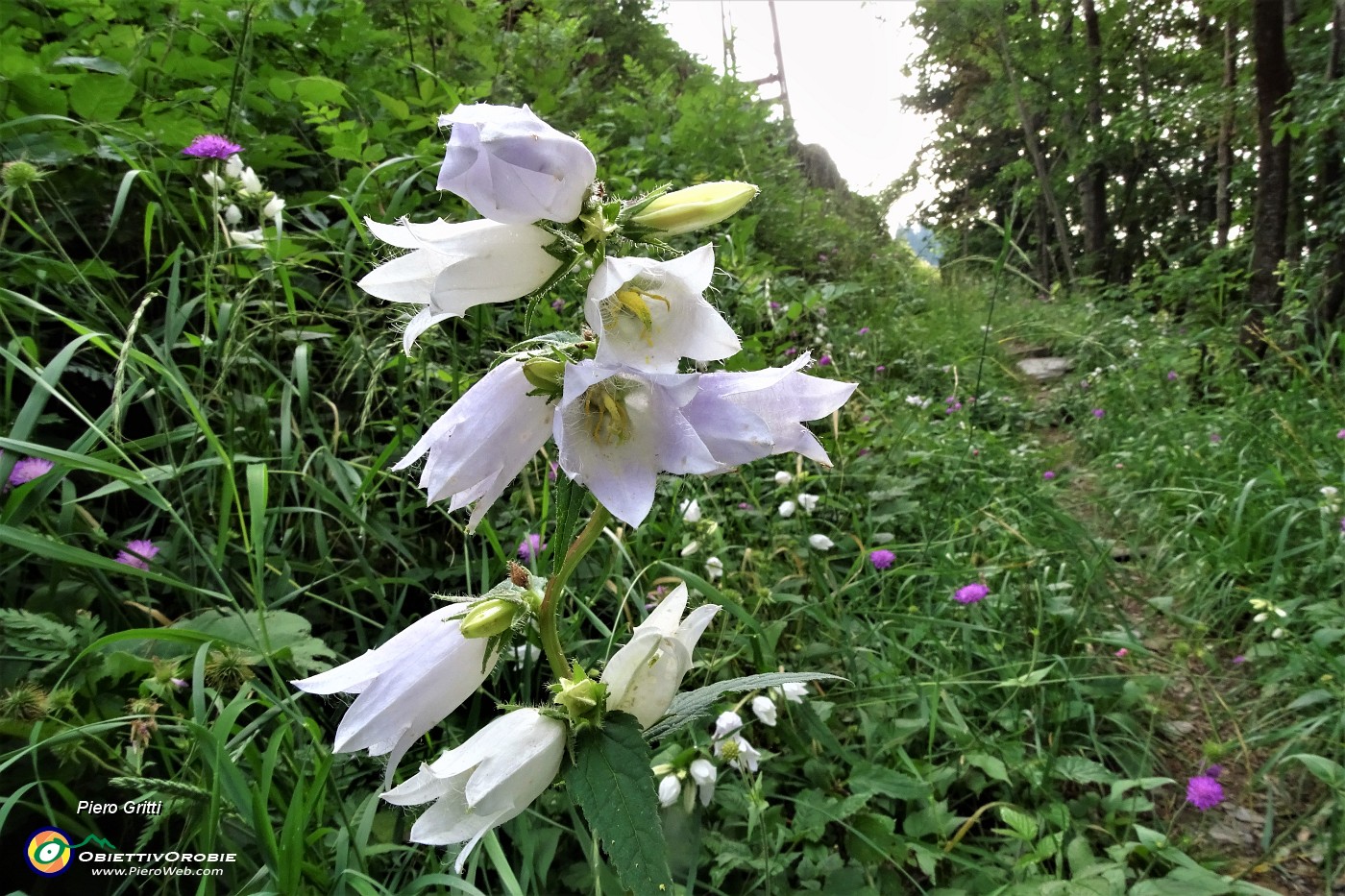 14 Il sent. 209 stretto e  con belle fioriture, specie di campanule.JPG